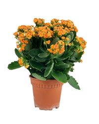 Little Poppy Kalanchoe - grow pot - Potted plant - Tumbleweed Plants - Online Plant Delivery Singapore