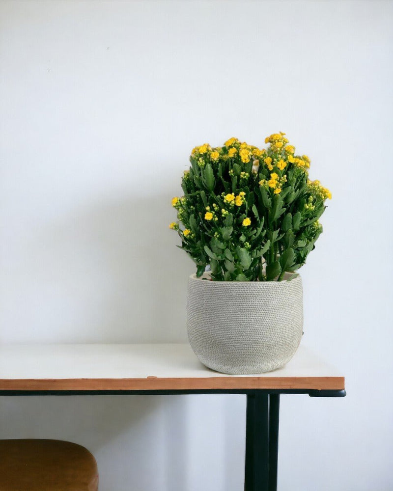 Little Poppy Kalanchoe - jacopo planters - large - Potted plant - Tumbleweed Plants - Online Plant Delivery Singapore