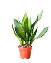 Little Sansevieria Zeylanica in a grow pot