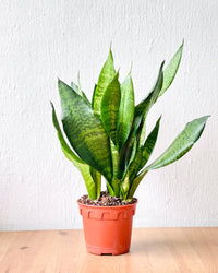 Little Sansevieria Zeylanica in a grow pot