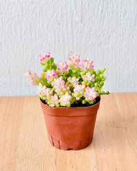 Little Sunrise Succulents - grow pot - Potted plant - Tumbleweed Plants - Online Plant Delivery Singapore