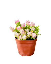 Little Sunrise Succulents - grow pot - Potted plant - Tumbleweed Plants - Online Plant Delivery Singapore