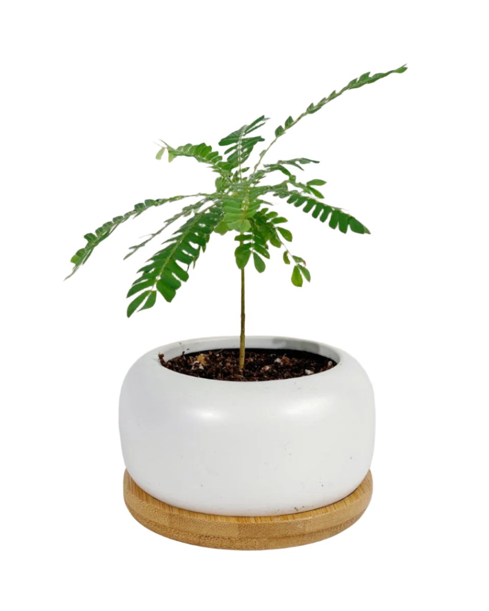 matte white cement pot with wooden tray