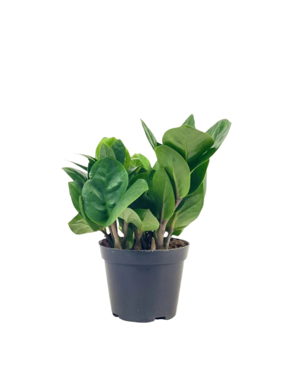 Little ZZ Plant - grow pot - Potted plant - Tumbleweed Plants - Online Plant Delivery Singapore