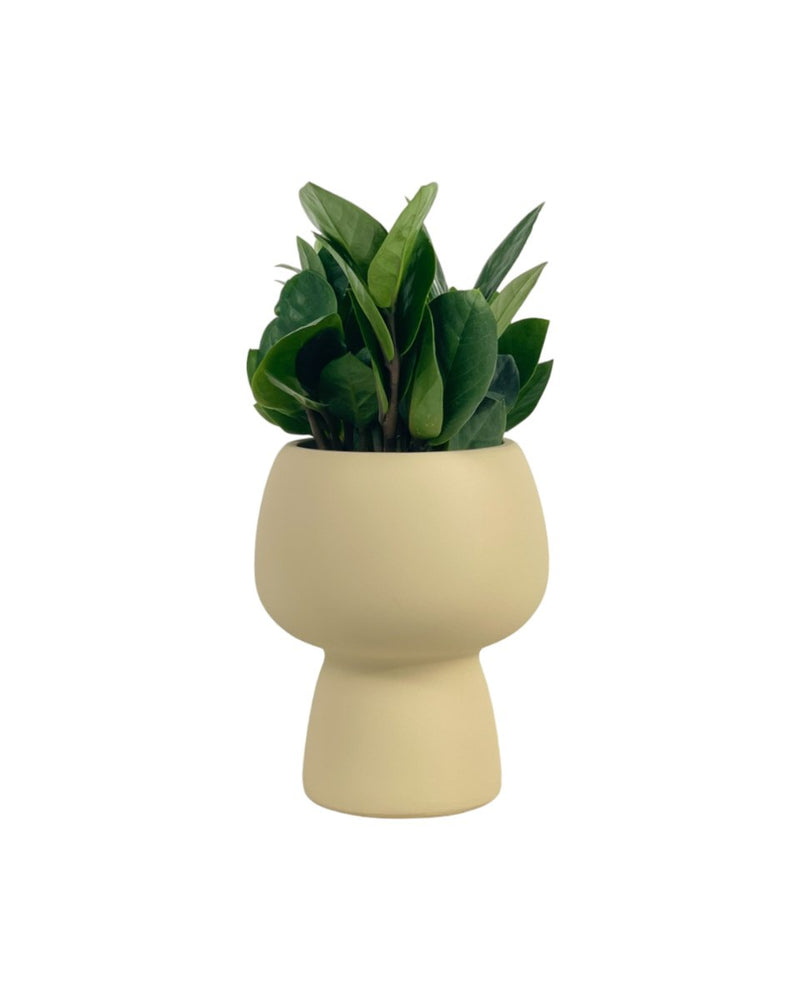 Little ZZ Plant - grow pot - Potted plant - Tumbleweed Plants - Online Plant Delivery Singapore