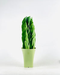 Little ZZ Plant in Self Watering Planter - self watering pot - Potted plant - Tumbleweed Plants - Online Plant Delivery Singapore