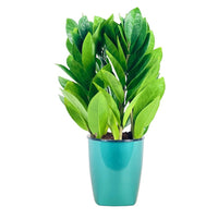 Little ZZ Plant in Self Watering Planter - self watering pot - Potted plant - Tumbleweed Plants - Online Plant Delivery Singapore