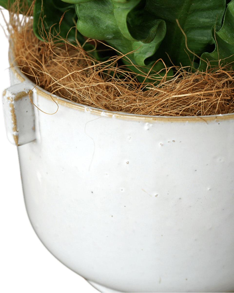 Livia Planter - Pots - 5612008967168 - Tumbleweed Plants - Online Plant Delivery Singapore