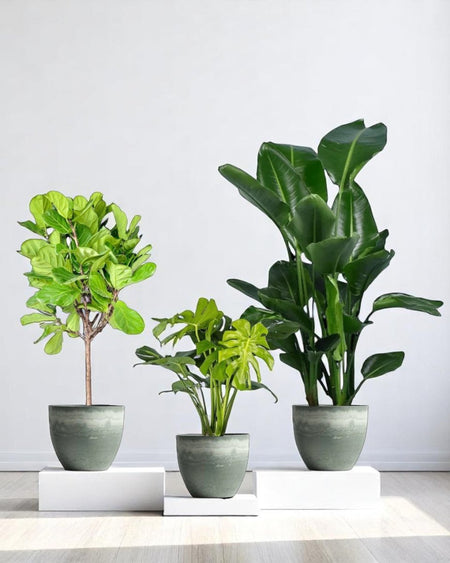 Living Room Statement Set - product - PROD - LIVI - 6942 - Tumbleweed Plants - Online Plant Delivery Singapore