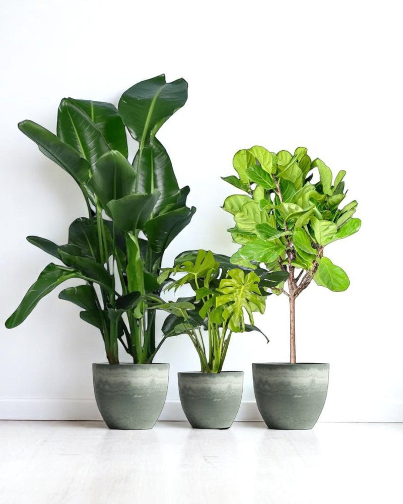 Living Room Statement Set - product - PROD - LIVI - 6942 - Tumbleweed Plants - Online Plant Delivery Singapore
