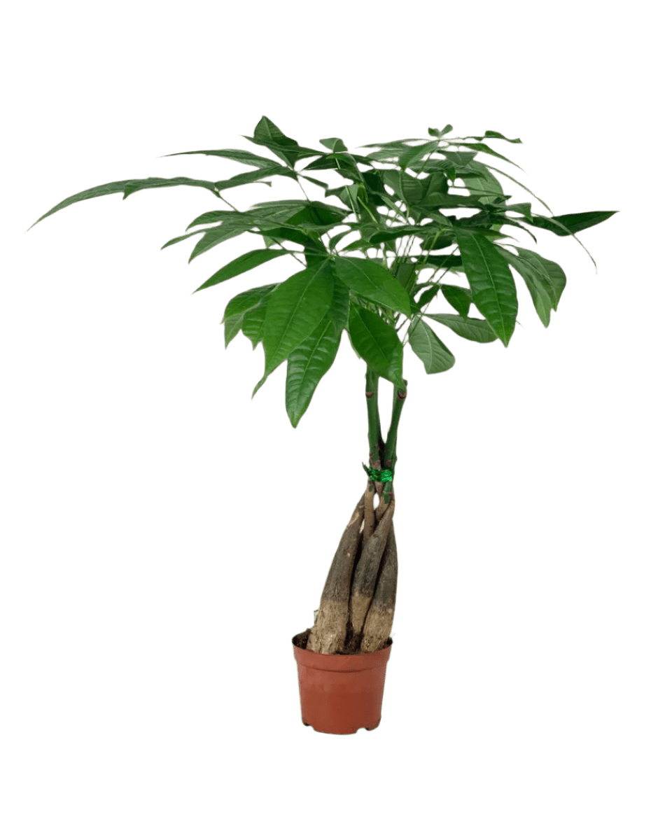 Long Braided Money Tree - Potted plant - POTT - LONG - GRW - 3700 - Tumbleweed Plants - Online Plant Delivery Singapore