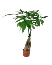 Long Braided Money Tree - Potted plant - POTT - LONG - GRW - 3700 - Tumbleweed Plants - Online Plant Delivery Singapore