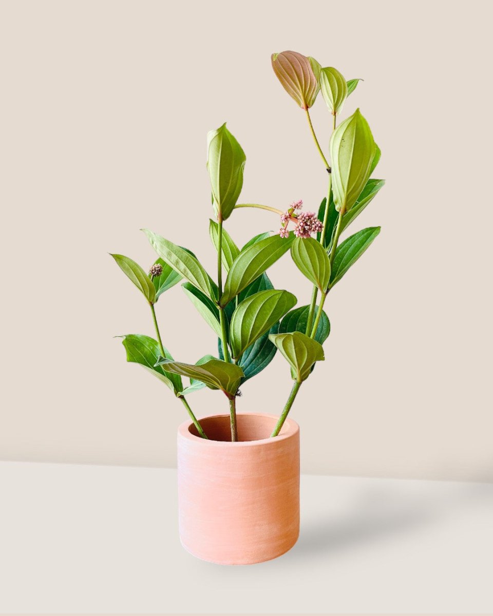 Long Medinilla Plant (0.8m) - grow pot - Potted plant - Tumbleweed Plants - Online Plant Delivery Singapore