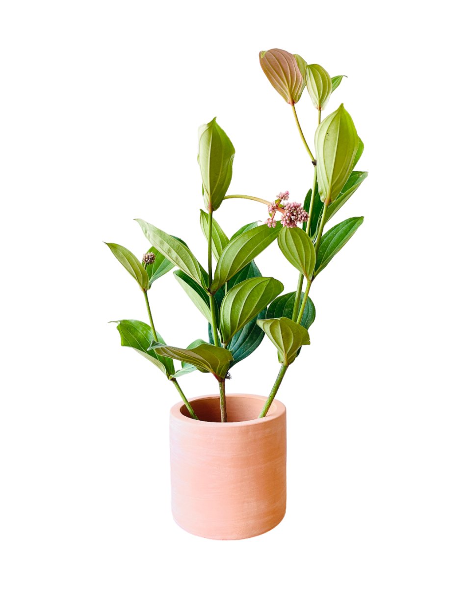 Long Medinilla Plant (0.8m) - grow pot - Potted plant - Tumbleweed Plants - Online Plant Delivery Singapore