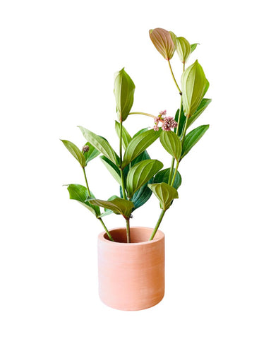 Long Medinilla Plant (0.8m)