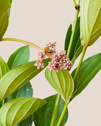 Long Medinilla Plant (0.8m) - grow pot - Potted plant - Tumbleweed Plants - Online Plant Delivery Singapore