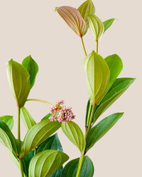 Long Medinilla Plant (0.8m) - grow pot - Potted plant - Tumbleweed Plants - Online Plant Delivery Singapore