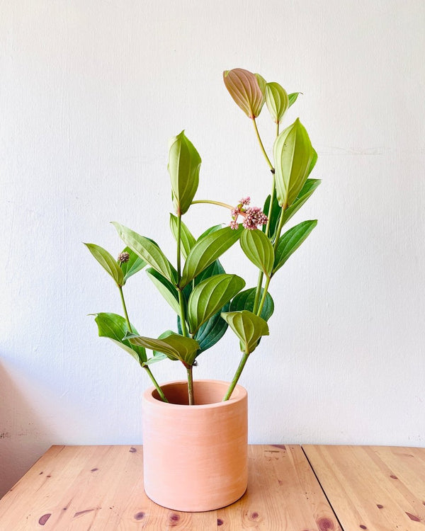 Long Medinilla Plant (0.8m) - grow pot - Potted plant - Tumbleweed Plants - Online Plant Delivery Singapore