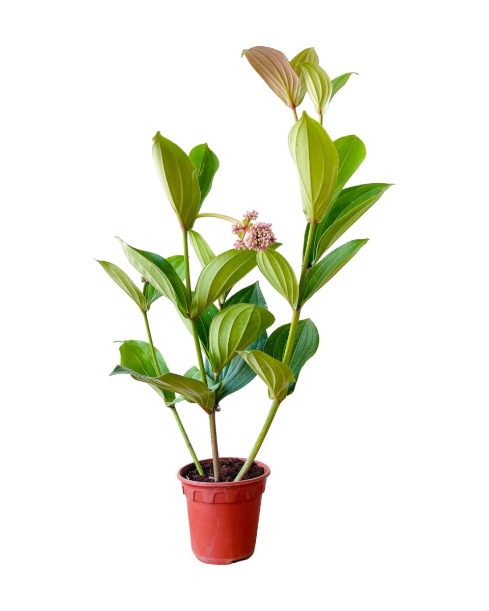 Long Medinilla Plant (0.8m) - grow pot - Potted plant - Tumbleweed Plants - Online Plant Delivery Singapore