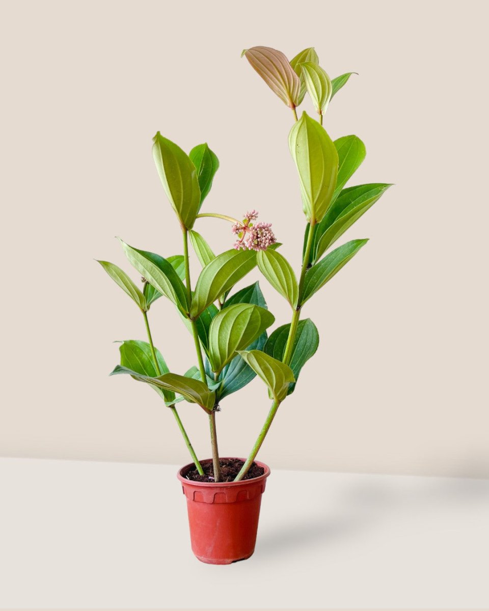 Long Medinilla Plant (0.8m) - grow pot - Potted plant - Tumbleweed Plants - Online Plant Delivery Singapore