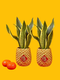 Longevity Snake Plant in Golden Pineapple Pot - Potted plant - GIFT - LONG - 3240 - Tumbleweed Plants - Online Plant Delivery Singapore