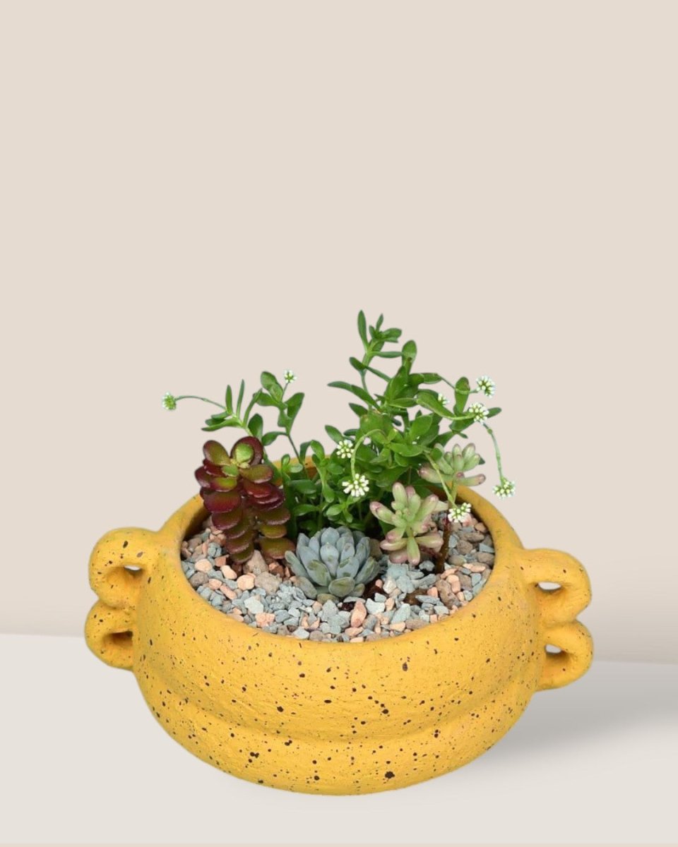 Looper Bowl Planter - Pots - Tumbleweed Plants - Online Plant Delivery Singapore