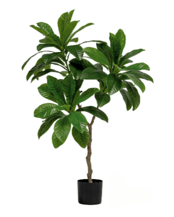 Loquat Tree (Faux) - Artificial Plant - 1838465394201858049 - 0 - Tumbleweed Plants - Online Plant Delivery Singapore