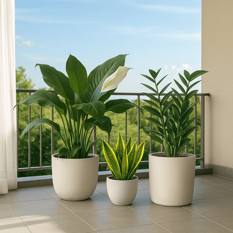 Low - Light Essentials Bundle - product - PROD - LOW - 6935 - Tumbleweed Plants - Online Plant Delivery Singapore