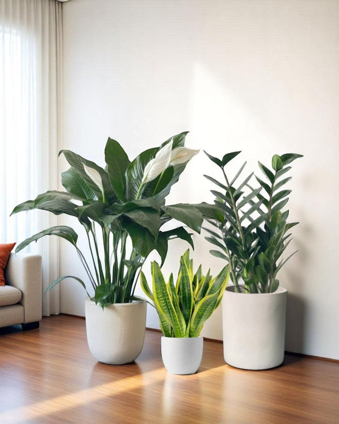 Low - Light Essentials Bundle - product - PROD - LOW - 6935 - Tumbleweed Plants - Online Plant Delivery Singapore