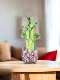 Lucky Bamboo Hydroponic Unicorn - Potted plant - POTT - LUCK - 6643 - Tumbleweed Plants - Online Plant Delivery Singapore