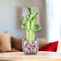 Lucky Bamboo Hydroponic Unicorn