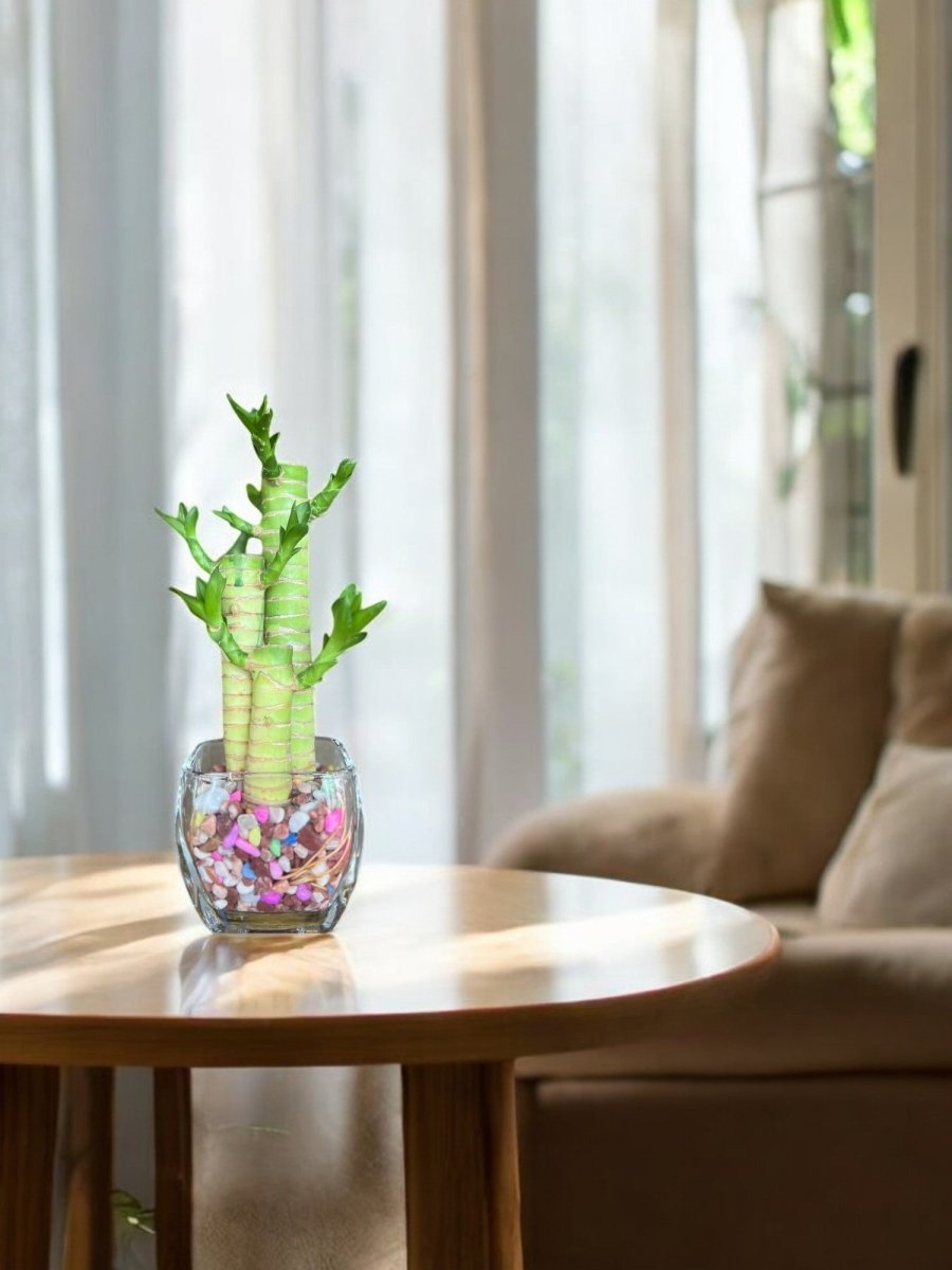 Lucky Bamboo Hydroponic Unicorn - Potted plant - POTT - LUCK - 6643 - Tumbleweed Plants - Online Plant Delivery Singapore