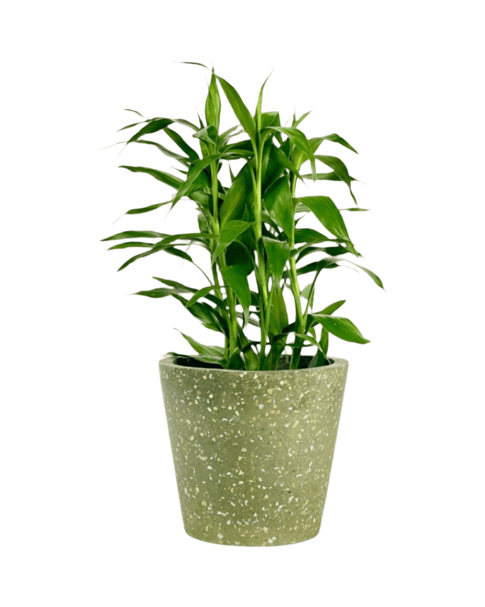 Lucky Bamboo Plant (0.5m) - Potted plant - POTT - DRAC - 5608 - Tumbleweed Plants - Online Plant Delivery Singapore