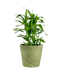 Lucky Bamboo Plant (0.5m) - Potted plant - POTT - DRAC - 5608 - Tumbleweed Plants - Online Plant Delivery Singapore