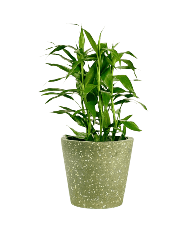 Lucky Bamboo Plant (0.5m) - Potted plant - POTT - DRAC - 5608 - Tumbleweed Plants - Online Plant Delivery Singapore