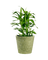 Lucky Bamboo Plant (0.5m)