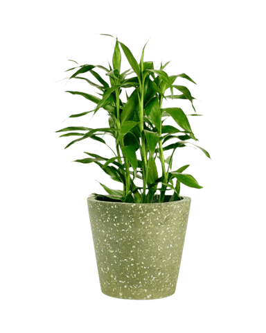 Lucky Bamboo Plant (0.5m)