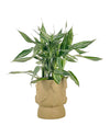 Lucky Bamboo Plant - Variegated - grow pot - Potted plant - Tumbleweed Plants - Online Plant Delivery Singapore