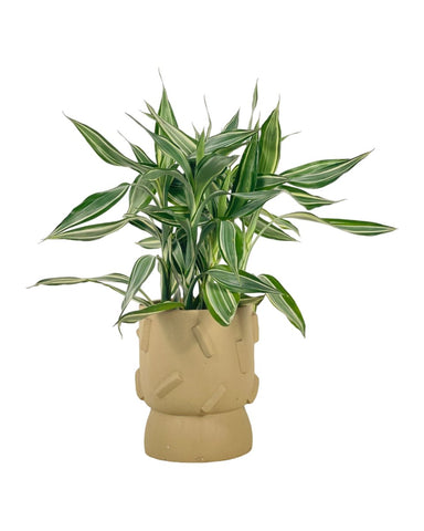 Lucky Bamboo Plant - Variegated