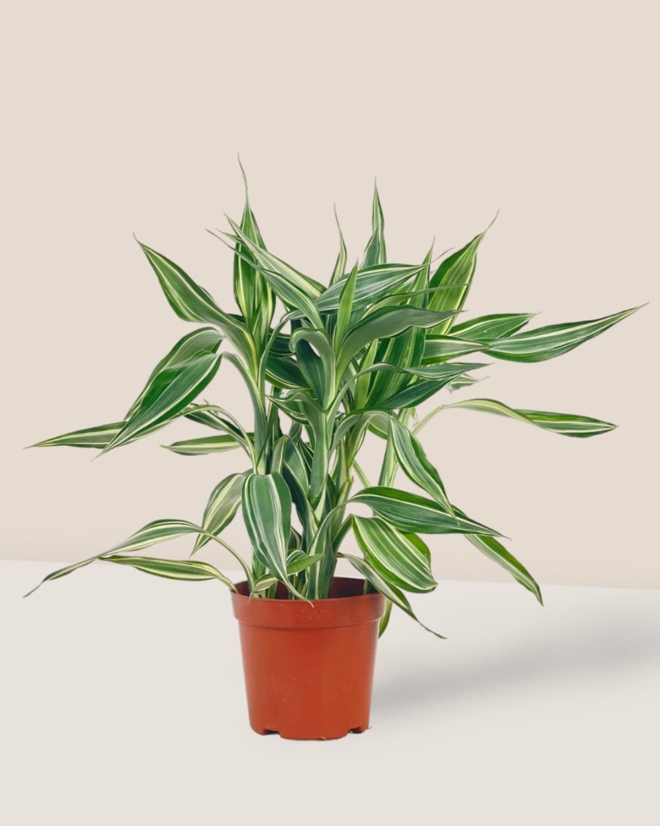 Lucky Bamboo Plant - Variegated - grow pot - Potted plant - Tumbleweed Plants - Online Plant Delivery Singapore