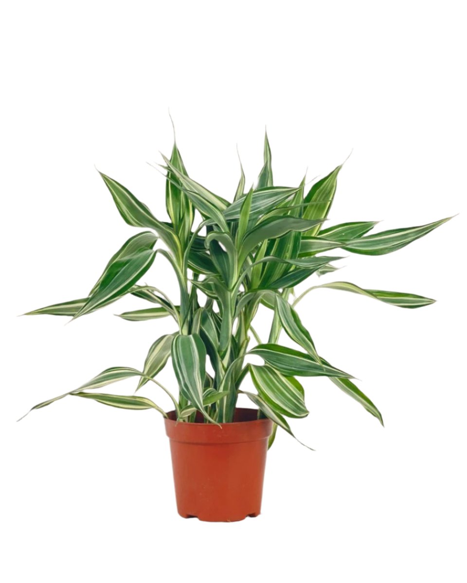 Lucky Bamboo Plant - Variegated - grow pot - Potted plant - Tumbleweed Plants - Online Plant Delivery Singapore