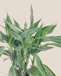Lucky Bamboo Plant - Variegated - grow pot - Potted plant - Tumbleweed Plants - Online Plant Delivery Singapore