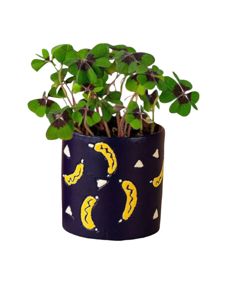 Lucky Clover Plant - banana pots - blue - Potted plant - Tumbleweed Plants - Online Plant Delivery Singapore