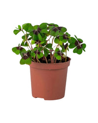 Lucky Clover Plant - grow pot - Potted plant - Tumbleweed Plants - Online Plant Delivery Singapore