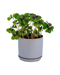 Lucky Clover Plant - little cylinder grey with tray planter - Potted plant - Tumbleweed Plants - Online Plant Delivery Singapore