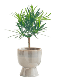 Lumi Glaze - Pots - 5831650422625 - Tumbleweed Plants - Online Plant Delivery Singapore