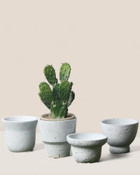 Luna Planters - Pots - 5204158103904 - Tumbleweed Plants - Online Plant Delivery Singapore