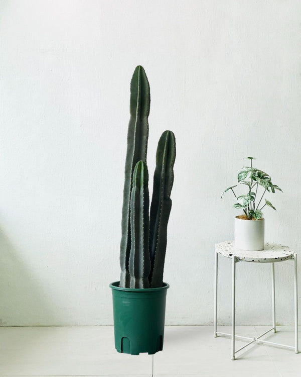 Mandacaru Cactus "Cereus jamacaru" (1.1) - grow pot - Potted plant - Tumbleweed Plants - Online Plant Delivery Singapore