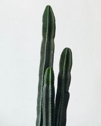 Mandacaru Cactus "Cereus jamacaru" (1.1) - grow pot - Potted plant - Tumbleweed Plants - Online Plant Delivery Singapore