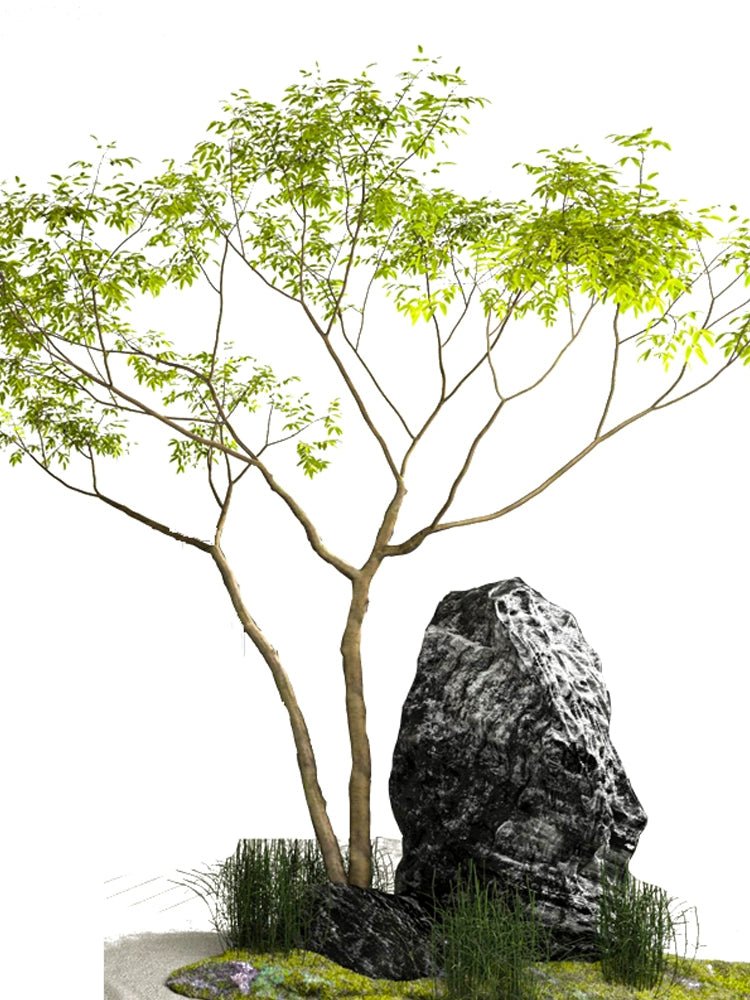 Maple Tree - Real - Trunk Artificial - Plant Installation - Plant Installation - 4847717380190 - Tumbleweed Plants - Online Plant Delivery Singapore